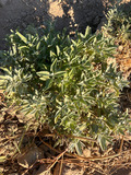 Plant Salvia officinalis in the field.