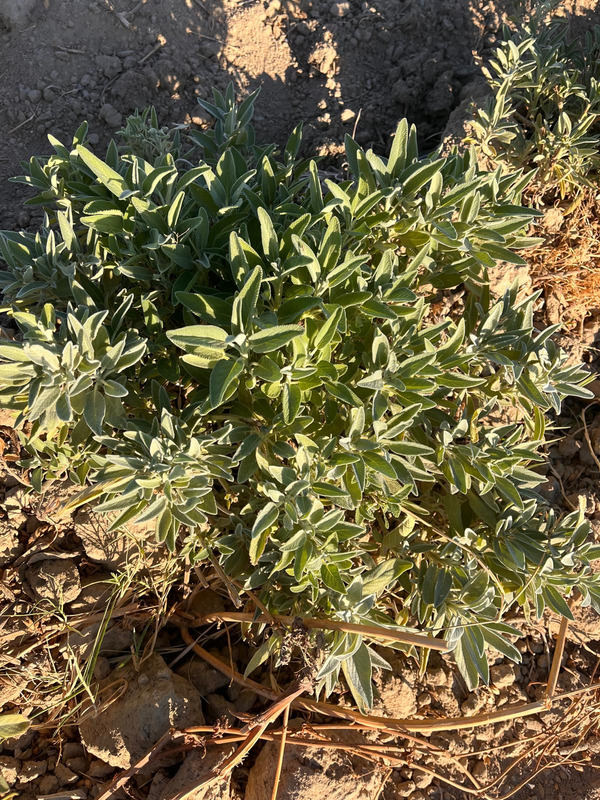 Plant Salvia officinalis in the field.