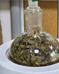 Sage in a lab glass.