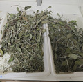 Dried sage leaves.