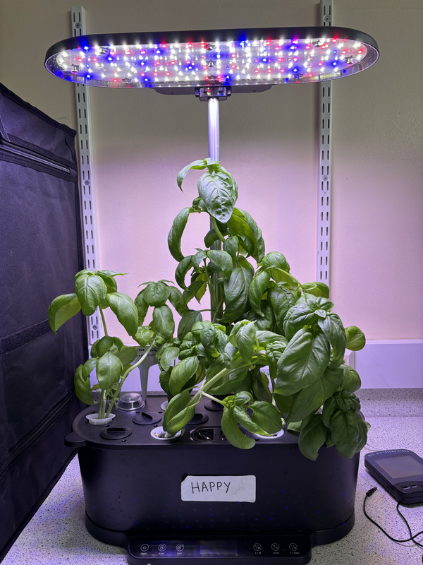 Plant under a lamp in a laboratory.