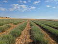 Lavender field with blue skies.