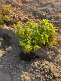 Plant Melissa officinalis in the field.