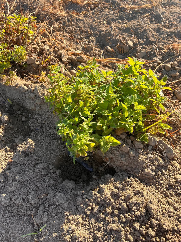 Plant Melissa officinalis in the field.